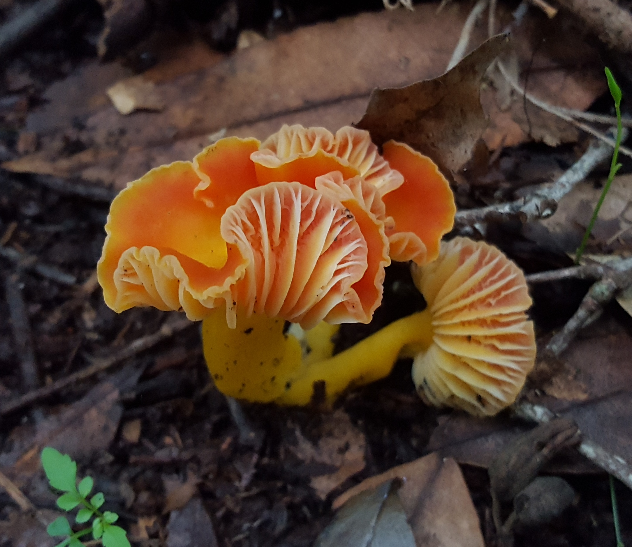 Hygrocybe astatogala